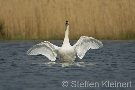 011 Höckerschwan flattert (Cygnus olor)